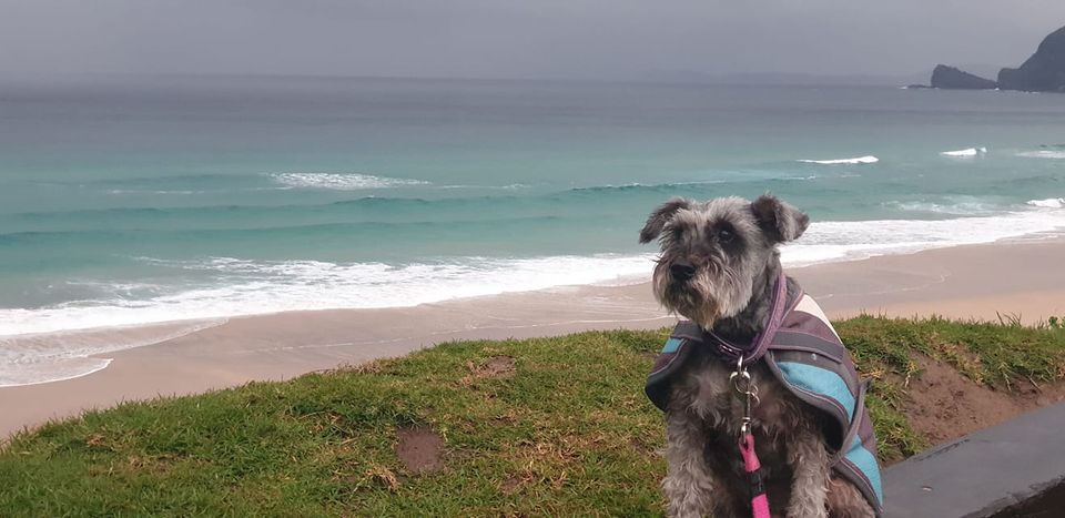 photo of dog wearing a coat near beach